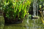 Schildkröten im Teich