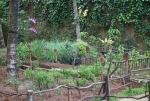 Koratuwa Garten